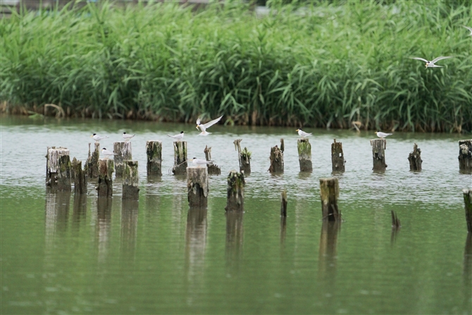 RAWTV,Little Tern