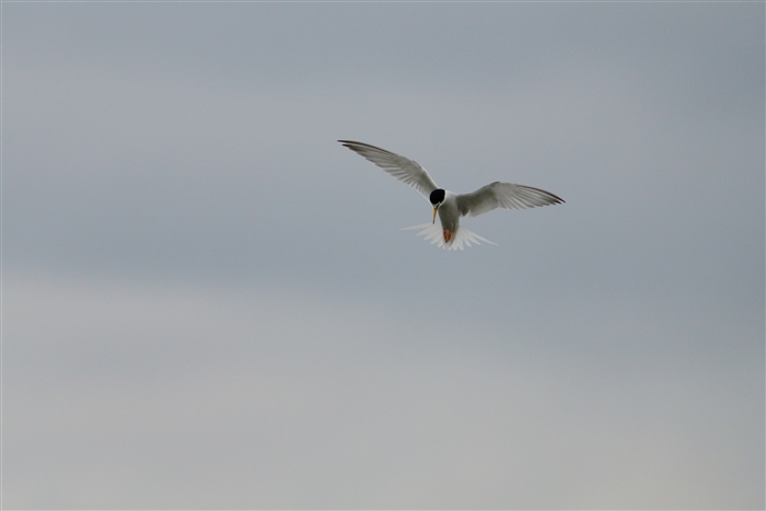 RAWTV,Little Tern