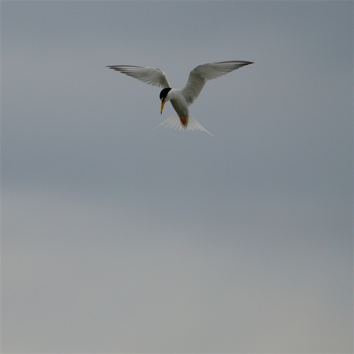 RAWTV,Little Tern