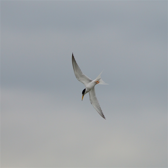 RAWTV,Little Tern