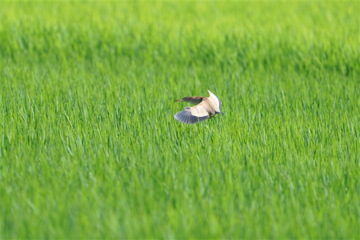 VSC,Yellow Bittern