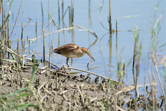 VSC,Yellow Bittern