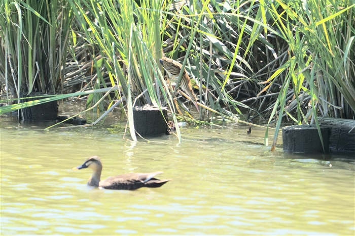 VSC,Yellow Bittern