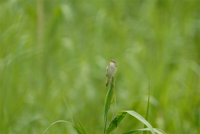 RVL,Black-browed Red Warbler