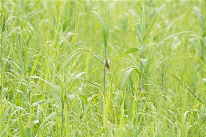 RVL,Black-browed Reed Warbler