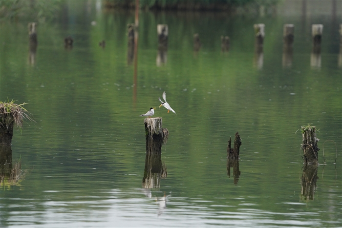 RAWTV,Little Tern