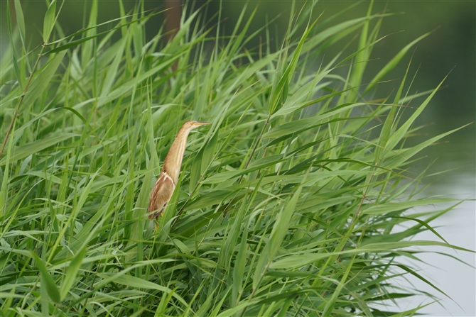 VSC,Yellow Bittern