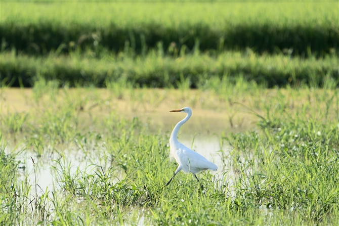 `ETM,Intermediate Egret