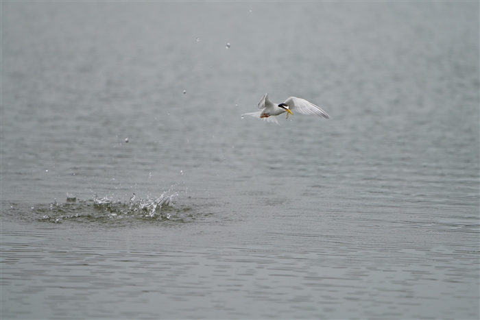 RAWTV,Little Tern