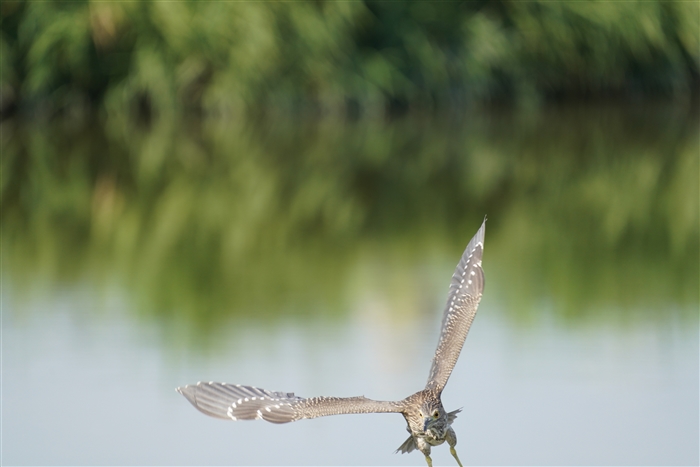 SCTM,Black-crowned Night Heron