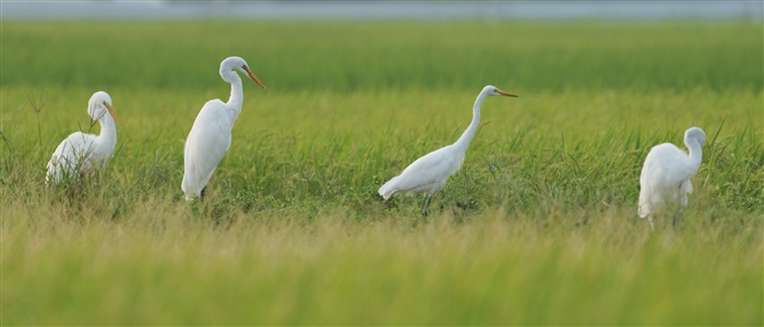 `E_CTM,Great Egret