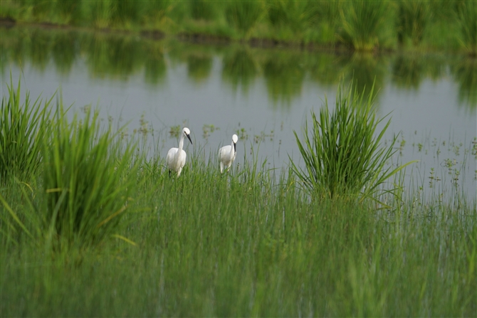 RTM,Little Egret