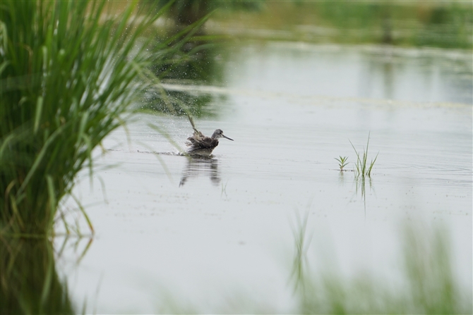 AIAVVM,Common Greenshank