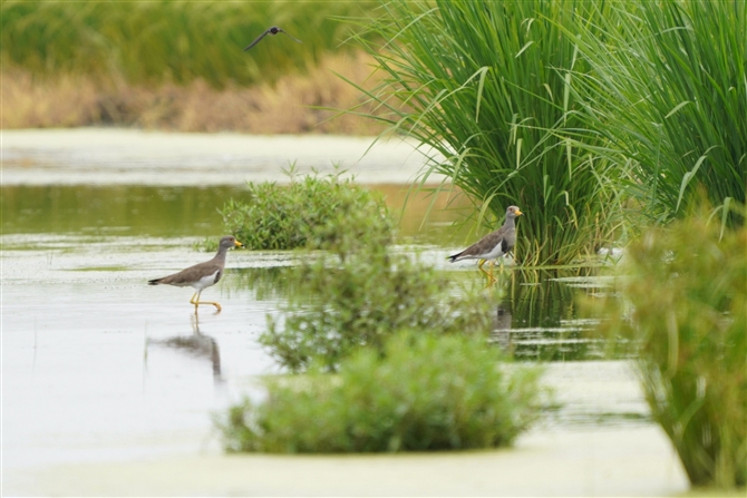 P,Grey-headed Lapwing