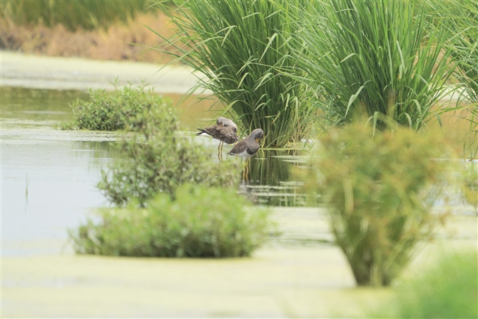 P,Grey-headed Lapwing