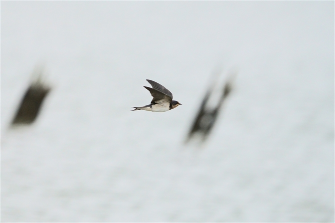 co,Barn Swallow