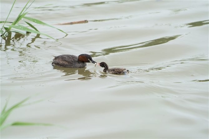 JCcu,Little Grebe