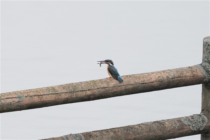 JZ~,Common Kingfisher