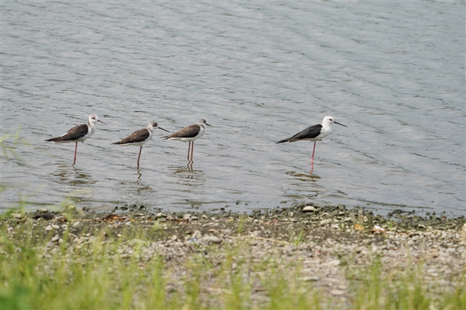 ZC^JVM,Black-winged Stilt