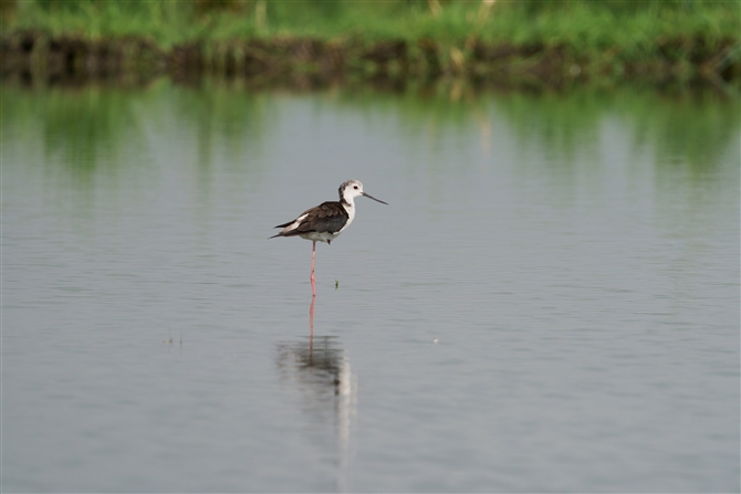 ZC^JVM,Black-winged Stilt