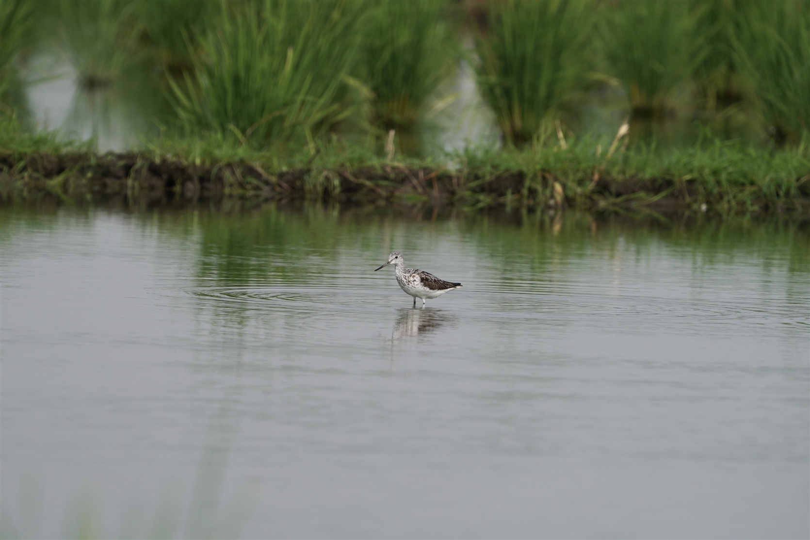 AIAVVM,Common Greenshank