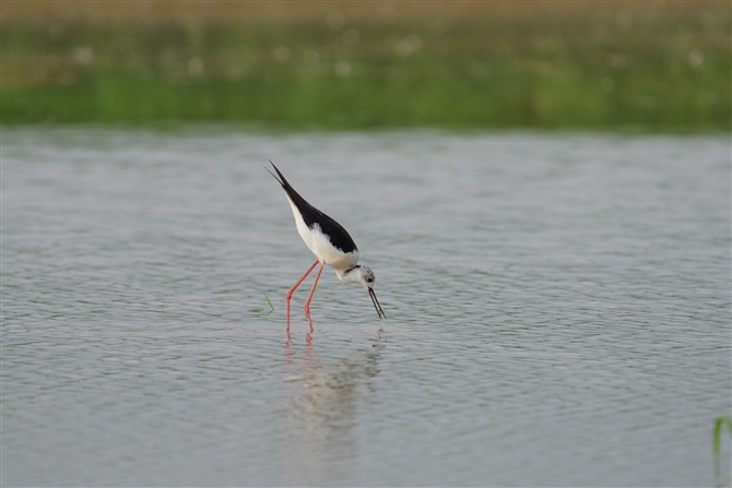 ZC^JVM,Black-winged Stilt