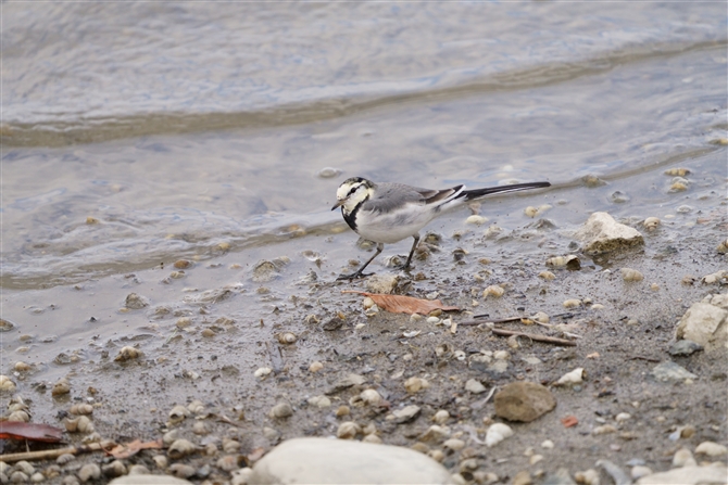 nNZLC,White Wagtail