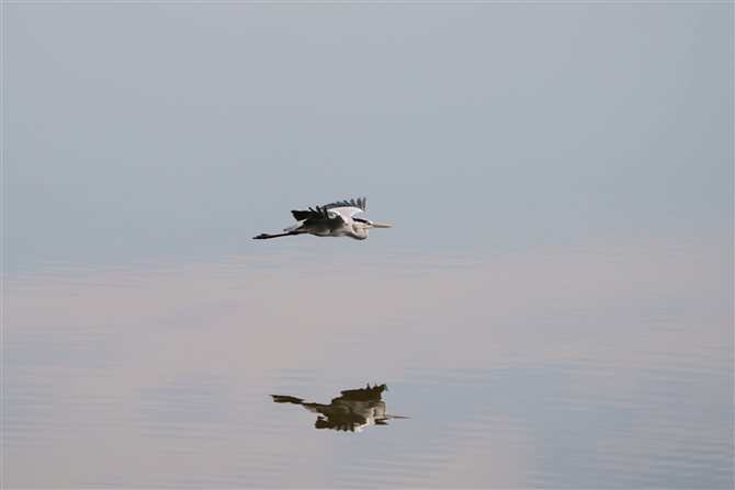 AITM,Grey Heron