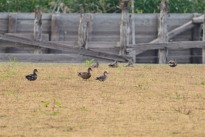 gGK,Baikal Teal