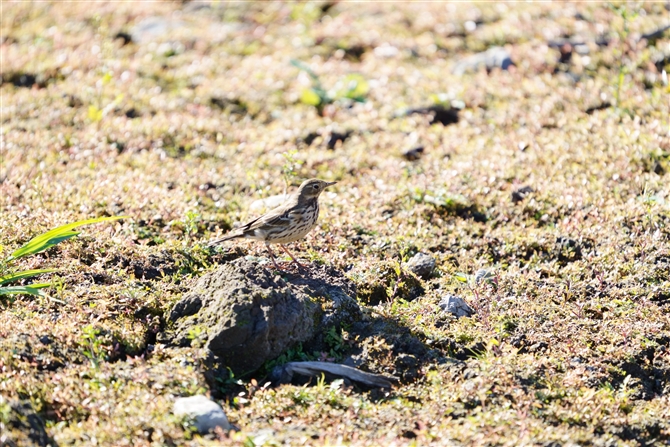 ^qo,Buff-bellied Pipit