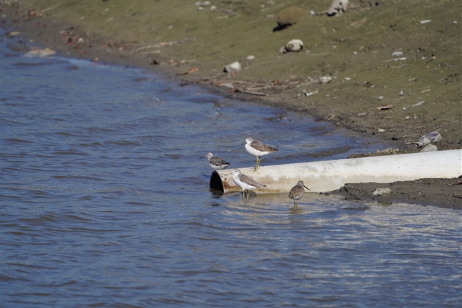 AIAVVM,Common Greenshank