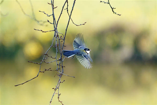 VWEJ,Japanese Tit