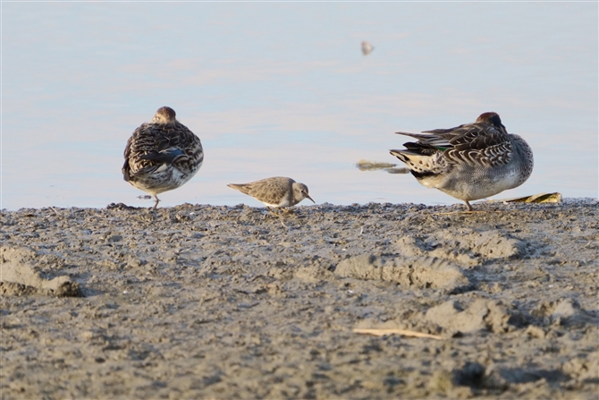 IWgEl,Temminck's Stint