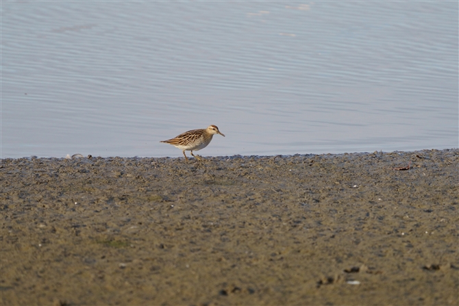 EYVM,Sharp-tailed Sandpiper