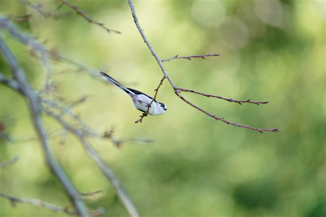 GiK,Long-tailed Tit