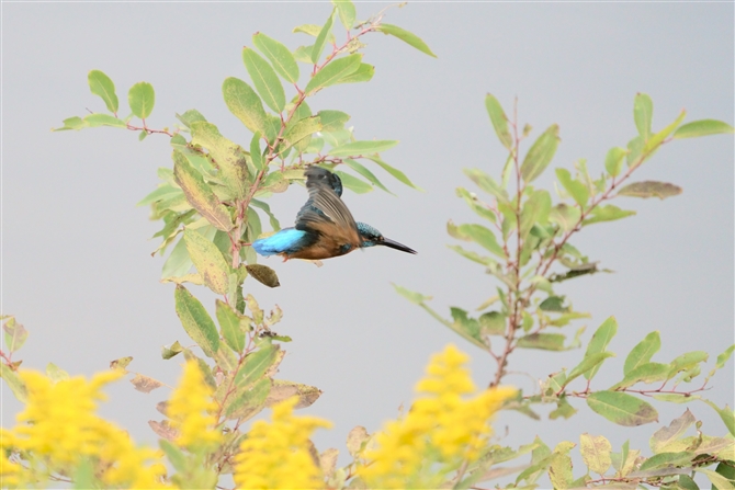 JZ~,Common Kingfisher