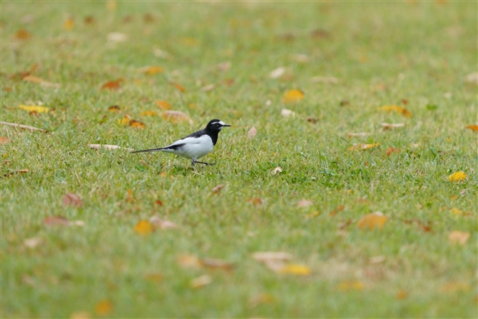 ZOZLC,Japanese Wagtail