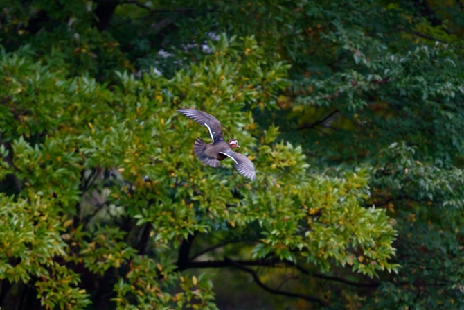 IVh,Mandarin Duck