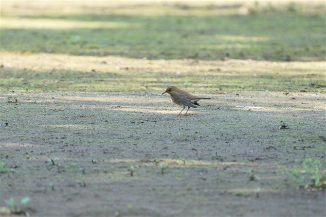 IIAJn,Brown-headed Thrush