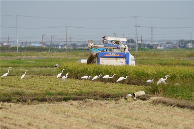 _CTM,Great Egret