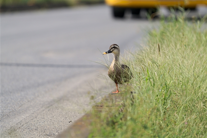 JK,Eastern Spot-billed Duck