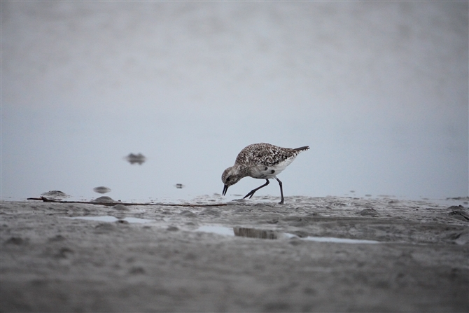 _C[,Grey Plover