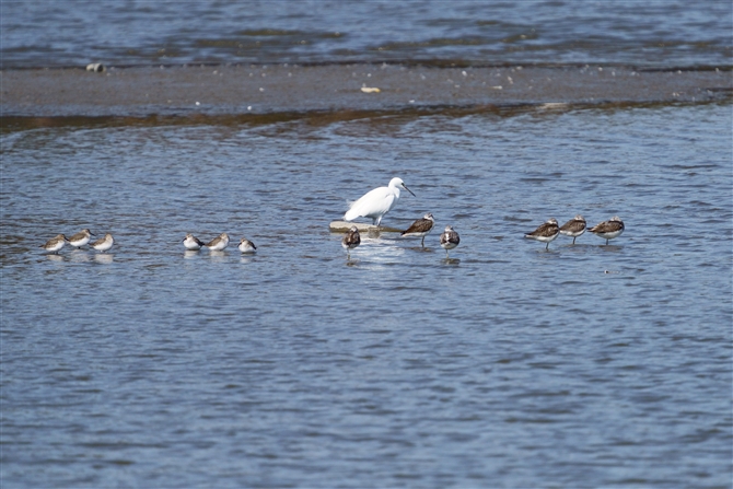 RTM,Little Egret