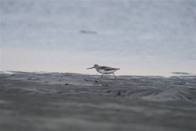 \nVVM,Terek Sandpiper