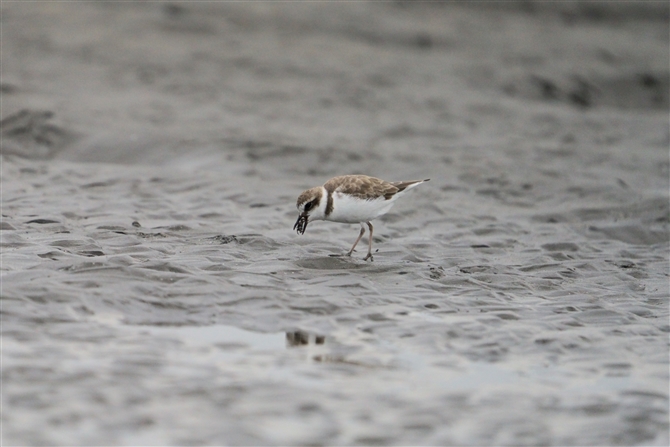 V`h,Kentish Plover