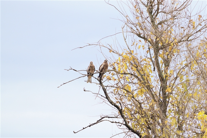 gr,Black Kite