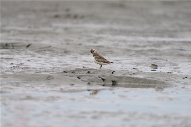 _C`h,Lesser Sandplover