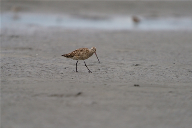 II\nVVM,Bar-tailed Godwit