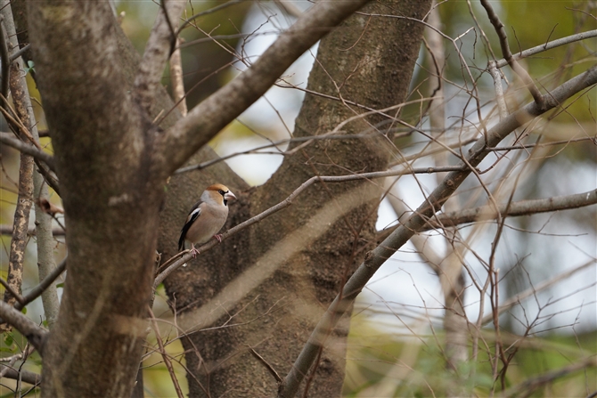 V,Hawfinch