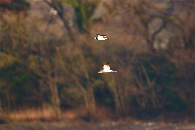 ^Q,Northern Lapwing